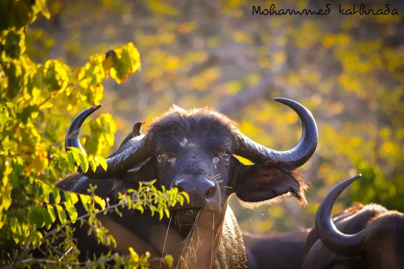 Cape buffalo with oxpecker in golden light