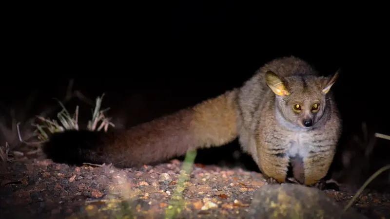 Bushbaby spotted during night safari drive