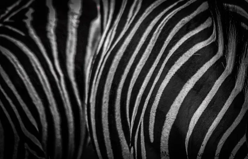 Close-up of zebra stripe pattern in black and white
