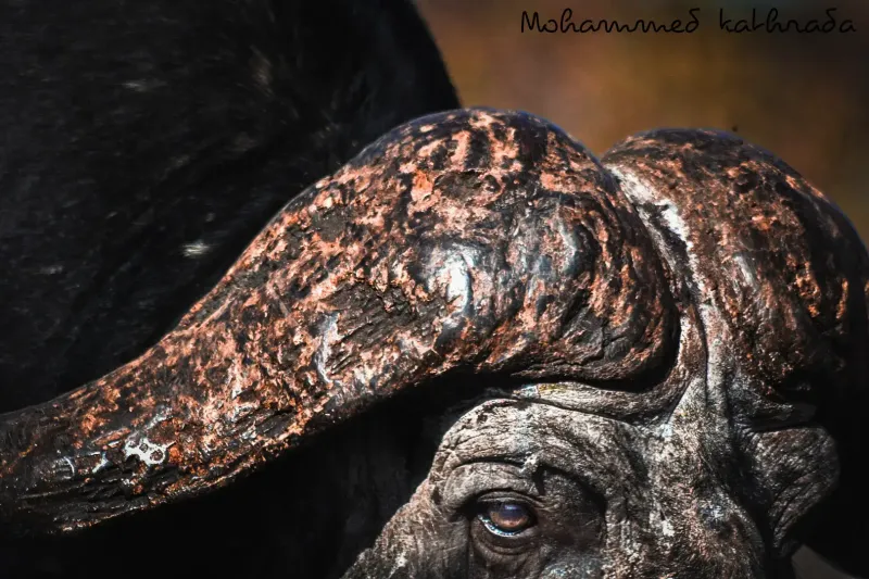 Close-up of Cape buffalo horn and eye
