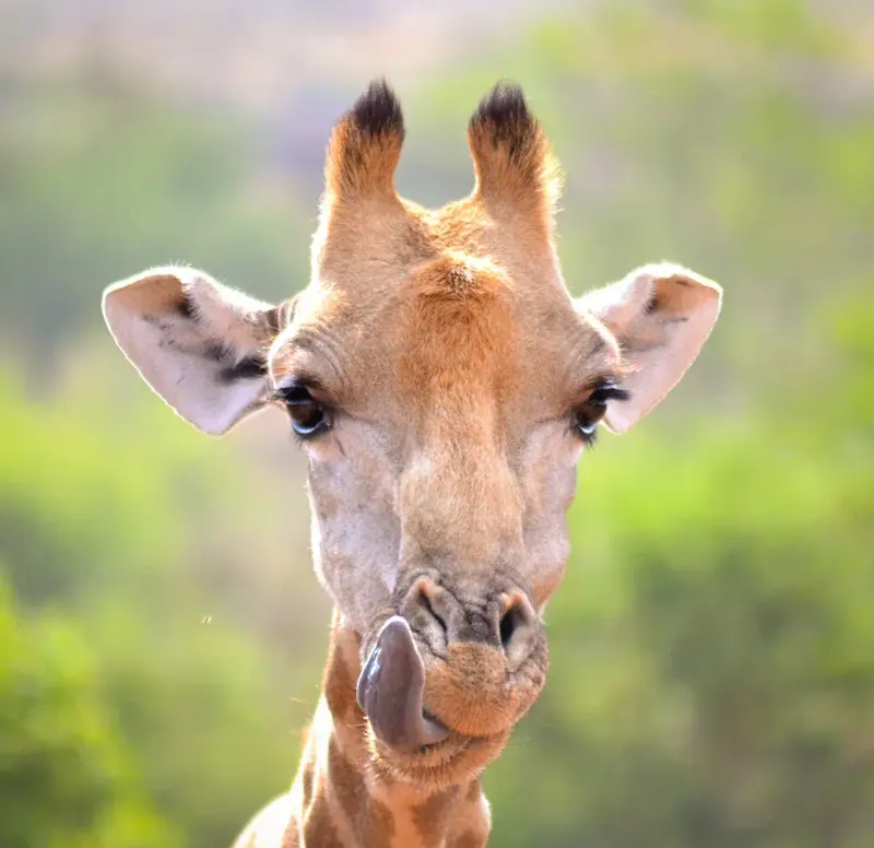 Giraffe face close-up sticking out tongue
