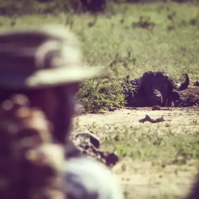 Safari guide observing buffalo in the wild