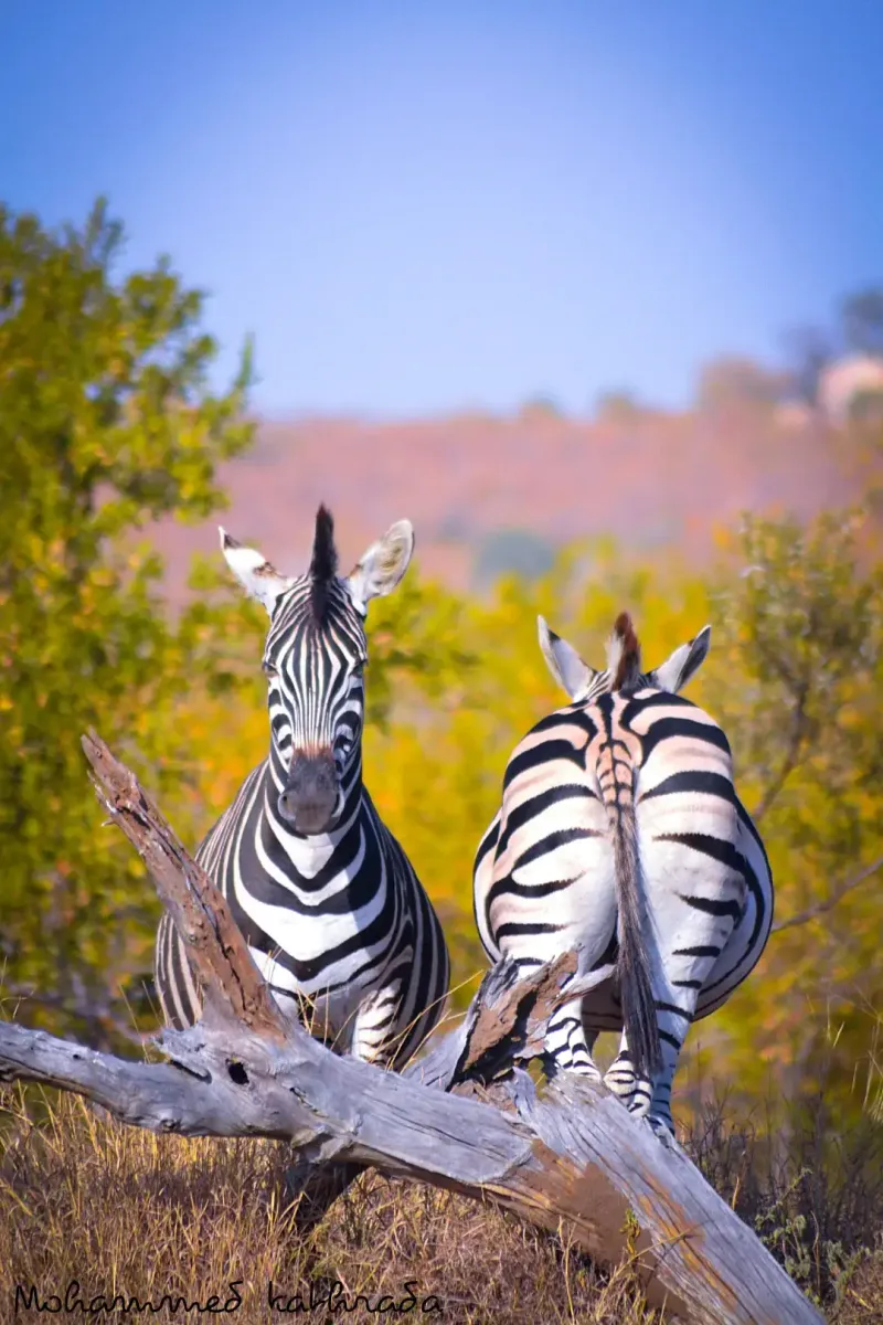 Two zebras standing in colorful autumn bush