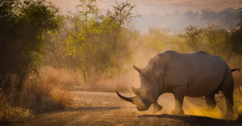 Rhino crossing dusty road at golden hour