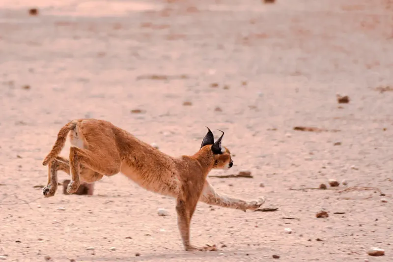 Caracal stretching on sandy ground