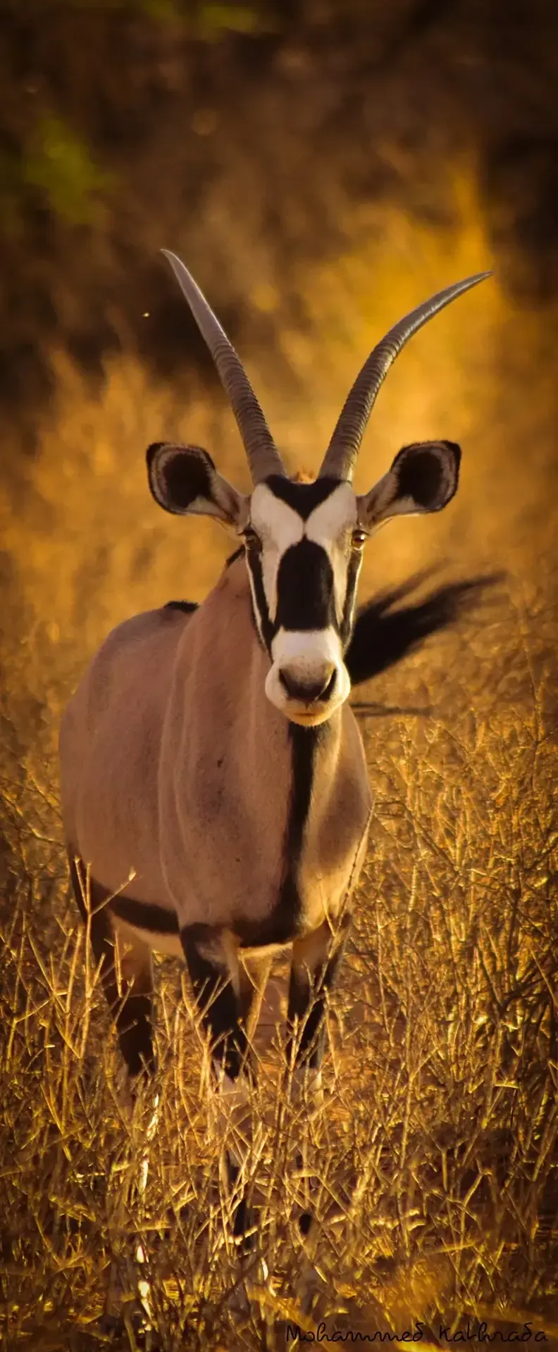 Gemsbok facing camera in golden grass