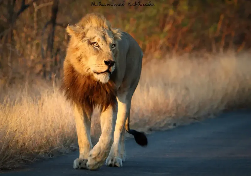 Male lion strolling on road at sunset