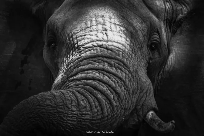Elephant close-up portrait in black and white