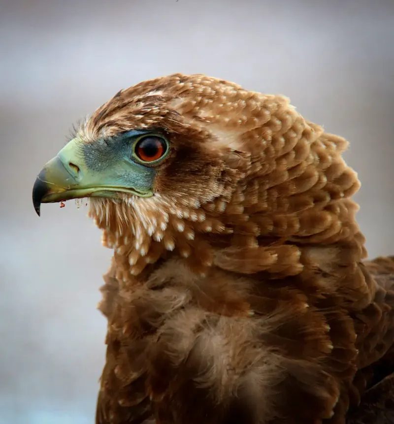 Brown eagle portrait with piercing red eye
