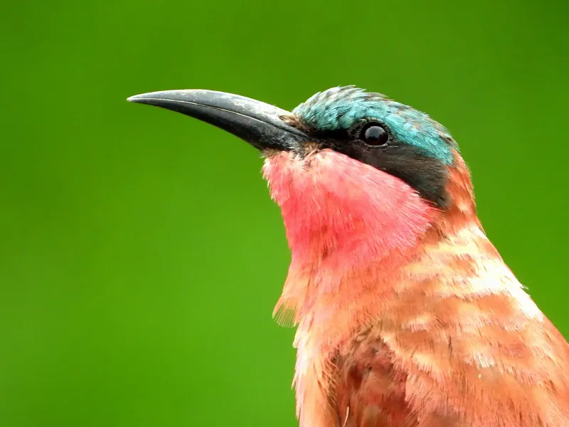 Colorful southern carmine bee-eater close-up