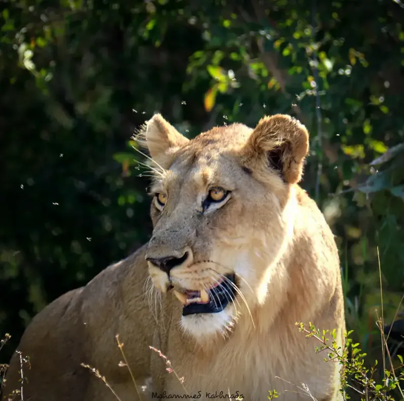 Lioness alert portrait among green foliage