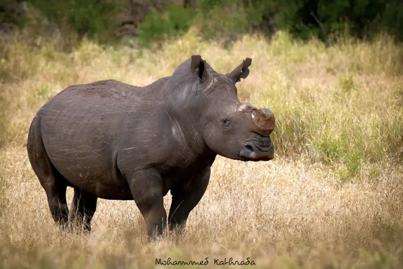 White rhino standing in tall savanna grass