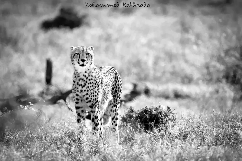 Cheetah standing in grassland black and white