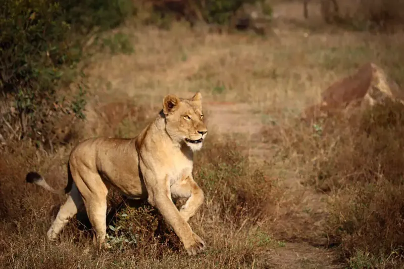 Lioness running through dry savanna brush