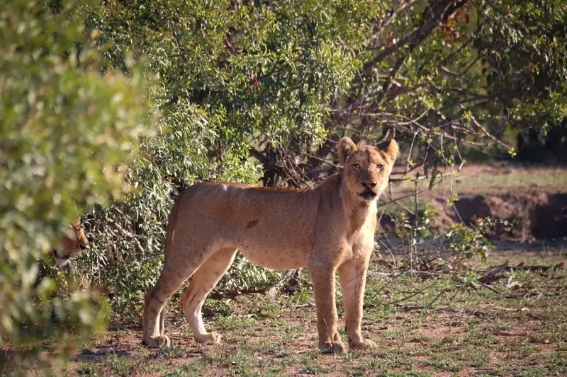 Lioness standing alert near green bushes