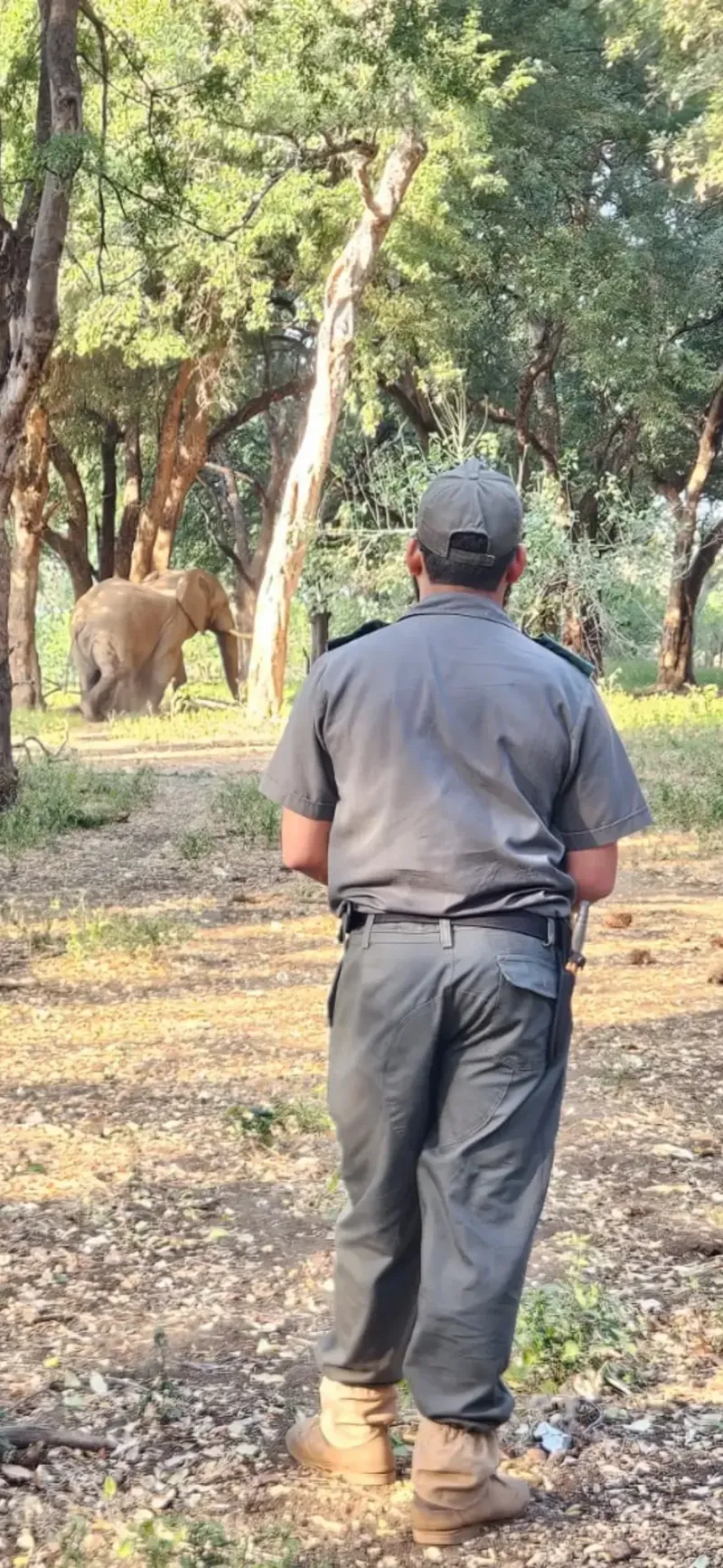 Guide observing elephant in shaded woodland