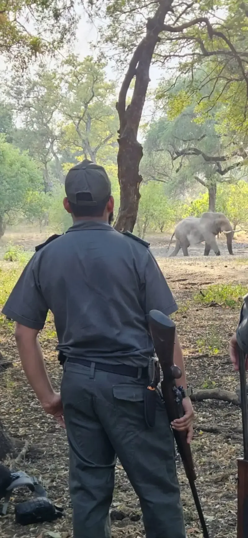 Guide with rifle watching elephant pass through bushveld