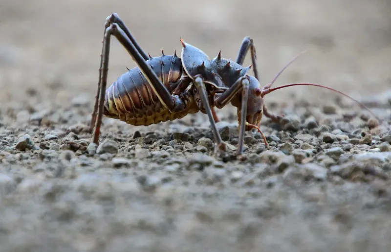 Armoured ground cricket close-up on gravel