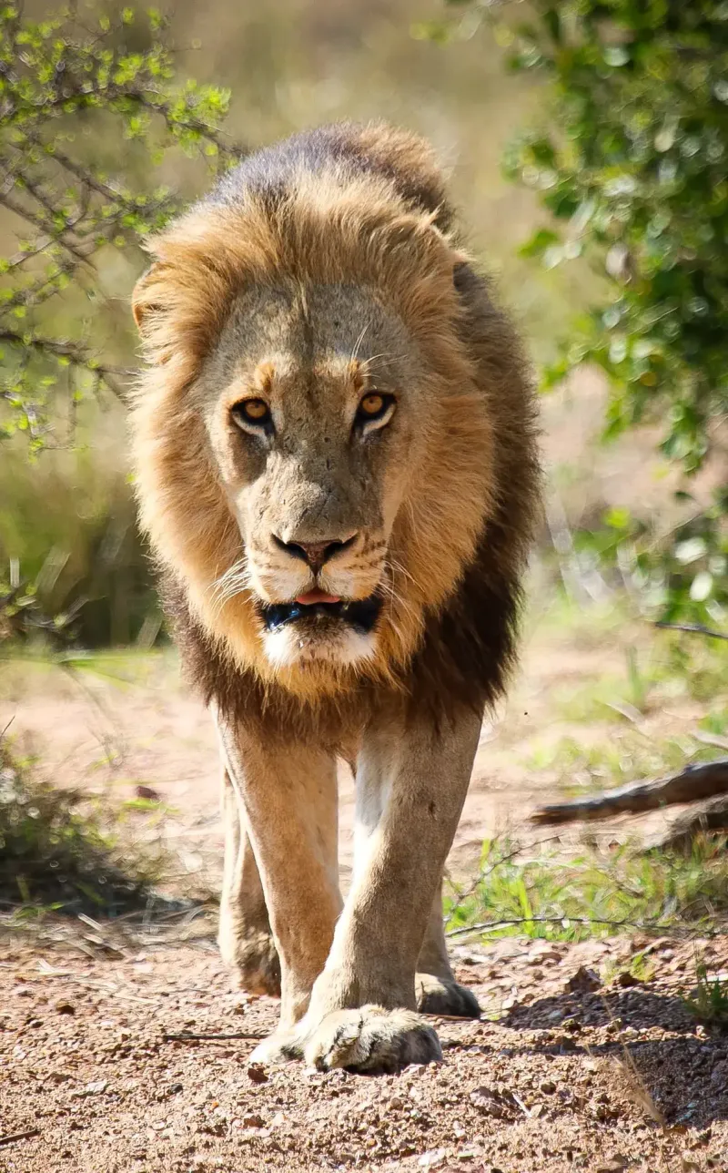 Male lion walking toward camera on path