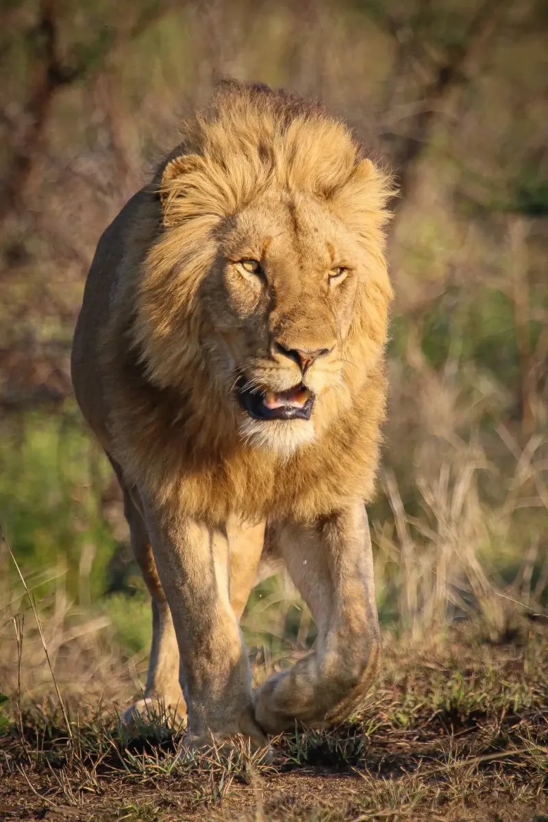 Male lion approaching head-on in golden light
